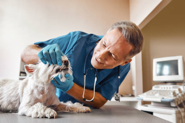 Best Emergency Root Canal Treatment in Beecher, MI